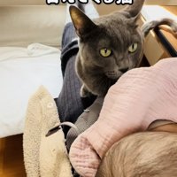 赤ちゃんを寝かすママの足の上に乗る保護猫