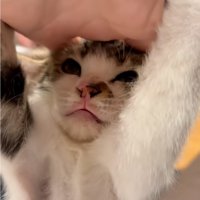 拒絶する子猫