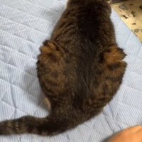 再度手を離される猫