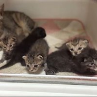 かのこママとわらわら出てくる子猫たち2