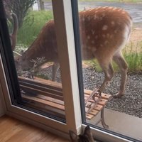 駆け寄る猫