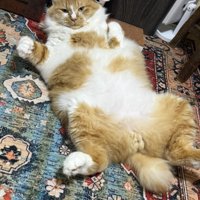 ヘソ天の猫