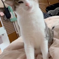 目が虚ろになる猫