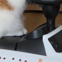 車と猫