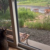 見送る猫