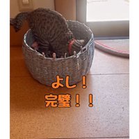 箱に入る猫