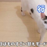 飼い主の後をついていく猫