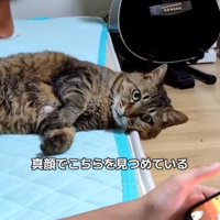 ゲームをしている男の子と真顔でみつめる猫