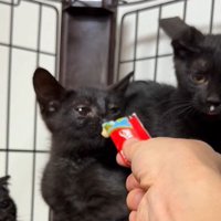 黒猫三姉妹の前におやつを差し出す飼い主さん