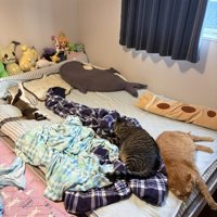 寝ている猫たち