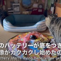 おもちゃで遊び続ける猫