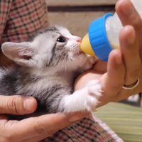 ミルクを飲む猫