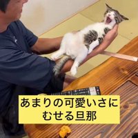 アクビをする猫