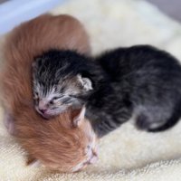 寝ている生後間もない子猫