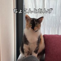 正面向いて座る猫