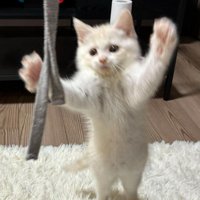 おもちゃを捕まえようとする猫