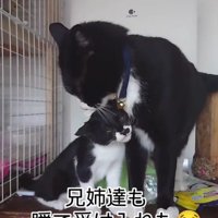 毛づくろいされる子猫
