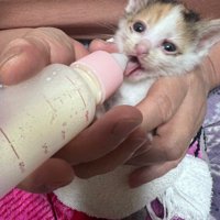 ミルクを飲む子猫