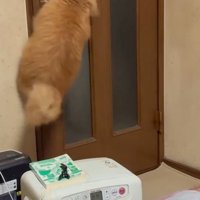 大ジャンプする猫