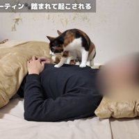 主さんを踏んでいくおこげちゃん