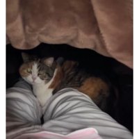 布団の中の猫