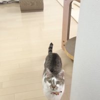 こちらを見上げるささみくん