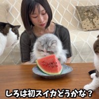 テロップ「しろは初スイカ～」