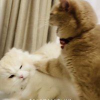 ケンカするマンチカンとミヌエット