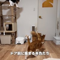 ドアの前で待つ猫