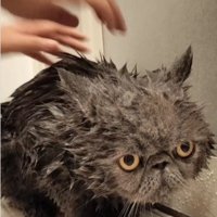 シャンプーをしている猫