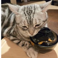 猫とお椀