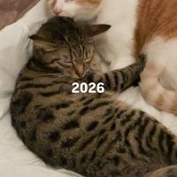 キジトラ猫の頭を舐める茶白猫