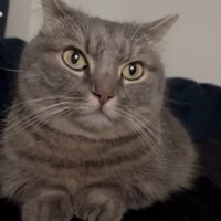 寄り添う猫