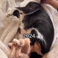 成猫の足にじゃれる子猫