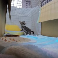 ケージの中の猫