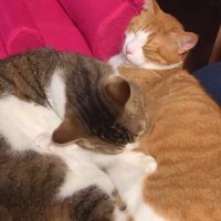 キジトラ猫に毛繕いされて眠る茶白猫