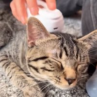 目を閉じる猫