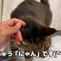 飼い主にすり寄って頭をなでてもらうキジトラ