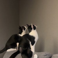 壁を見ている3匹の猫