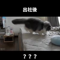 ベッドの上にいる猫