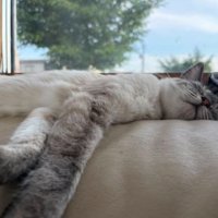 寝ている猫