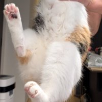 ばたつかせている三毛猫の足
