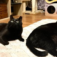 2匹で並ぶ猫