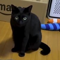 おもちゃの前で飼い主を見上げる猫