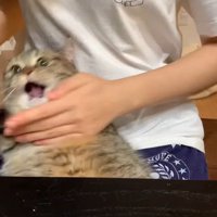 背中を触る女性の手に視線を向ける猫