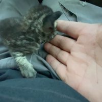 指を噛む子猫
