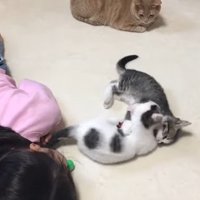 ニャンプロ