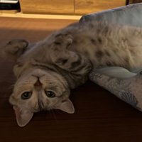 室内にいる猫