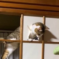 和紙の端を咥えて引っ張る猫