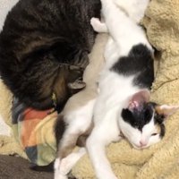 寄り添って寝ている3匹の猫